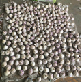 China red garlic 6.0 new season sale, fresh normal white garlic export